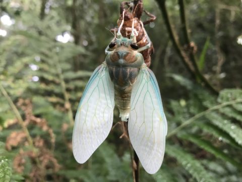 The emergence of a cicada.