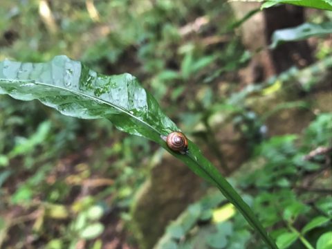 "Bekkou maimai", a beautiful snail on a fern leaf.