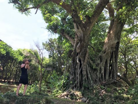 A French traveller with a banyan tree in Amami Ōshima.