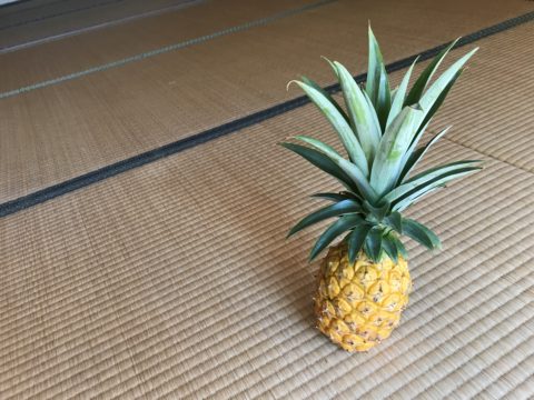A pineapple, grown in Amami.