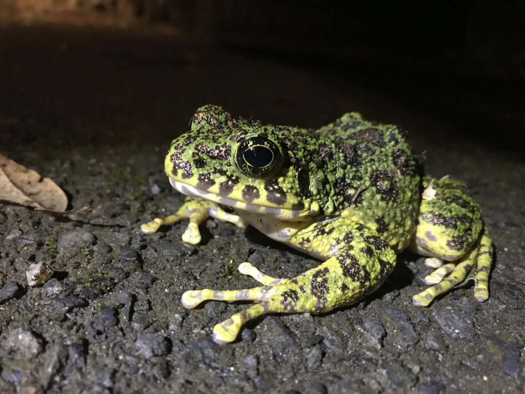 Ishikawa's frog, the most beautiful frog in Japan.
